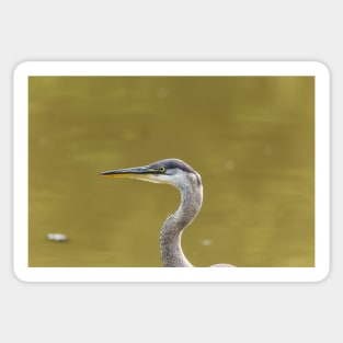 Profile of a Great Blue Heron Sticker